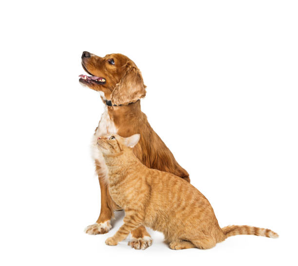 istock Cocker Spaniel Dog and Tabby Cat Looking Up Together 989599192