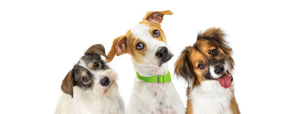 Three Cute Dogs Tilting Heads Looking Forward Close-up three cute dogs tilting heads to listen with attention while looking forward at camera. Horizontal web banner with room for text. head cocked stock pictures, royalty-free photos & images