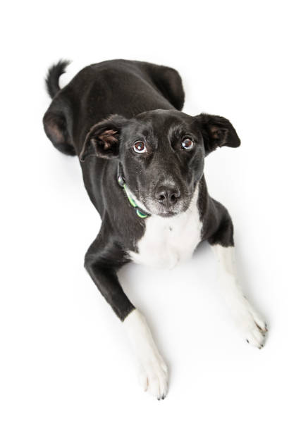 Overhead view of a black and white dog lying down and looking up with a guilty expression
