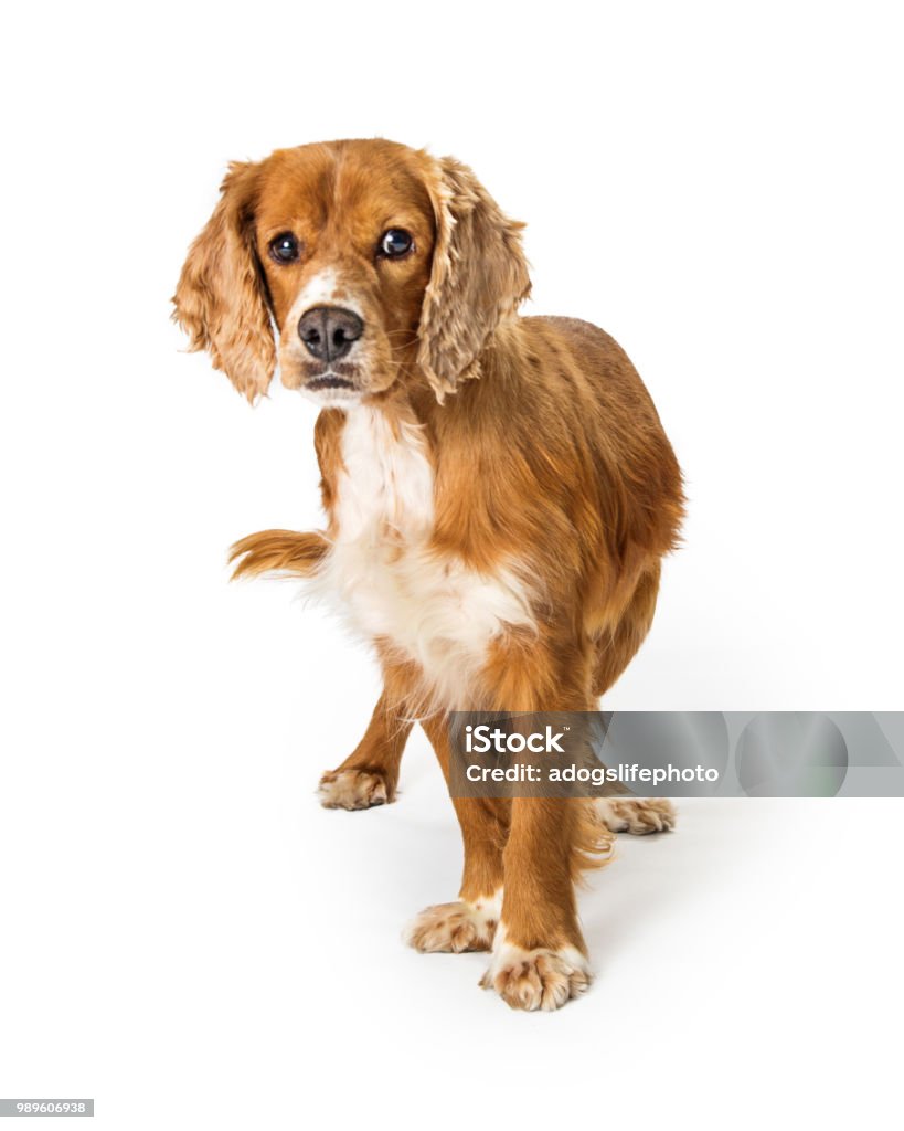 Cocker Spaniel Mix Dog On White Stock Photo - Download Image Now - Animal, - Cocker Spaniel - iStock