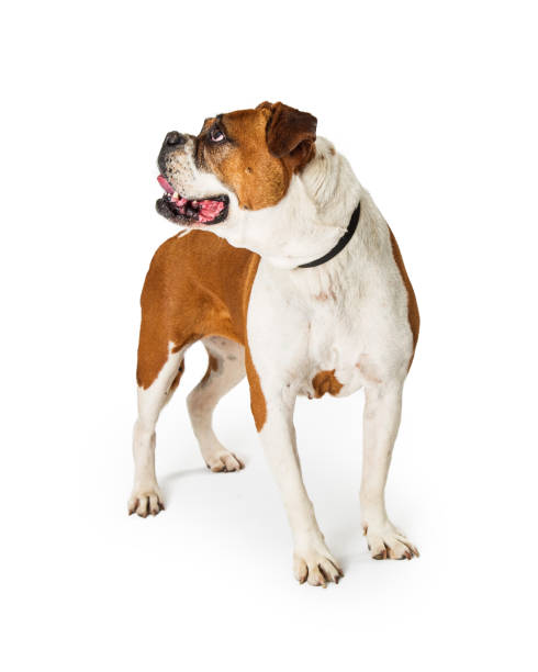 istock Boxer Bulldog Crossbreed Dog Standing Looking to Side 989608466