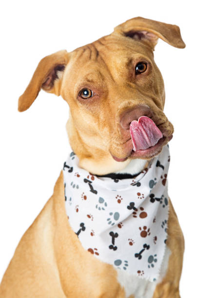 istock Hungry Big Dog Wearing Bandana 989609810