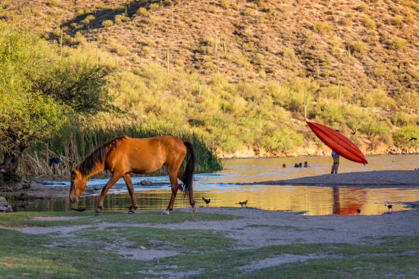 Wild Horse on River With People in Water