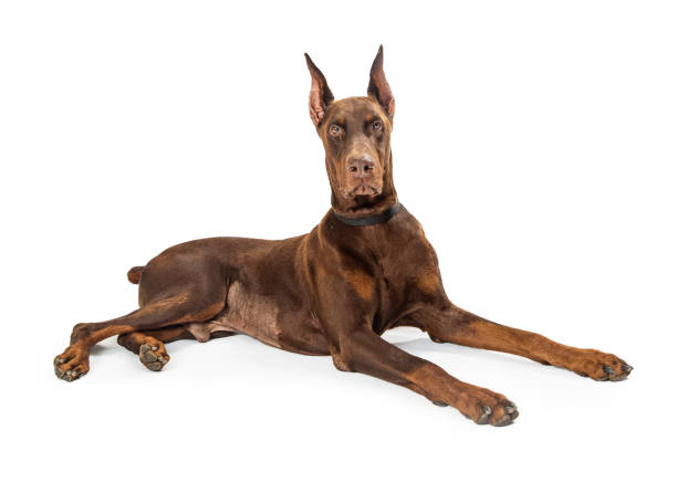 istock Red Doberman Pinscher Dog Lying Profile 989610530