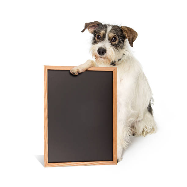 istock Saggy Terrier Dog Holding Blank Chalkboard Sign 989610620