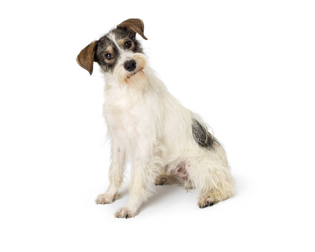 istock Jack Russell Terrier Crossbreed Dog Sitting Tilting Head 989610892