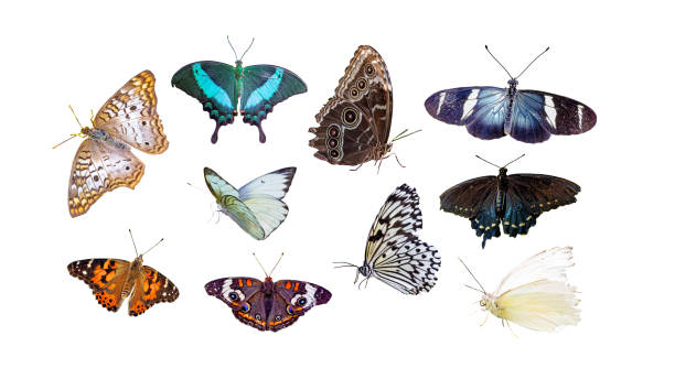 istock Set of Isolated Butterflies and Moths 989613106