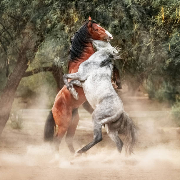 Two beautiful young wild horses rearing up on hind legs and play fighting in a woodland area of the desert at Butcher Jones Beach on the Salt River of Mesa Arizona.