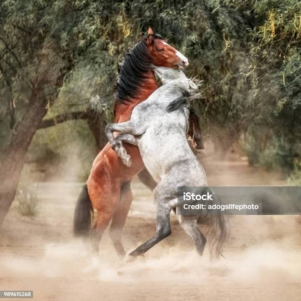 Foto de Cavalos Selvagens Criação Até Jogo Combate e mais fotos de stock de  Animal selvagem - Animal selvagem, Cavalo - Família do cavalo, Agressão -  iStock