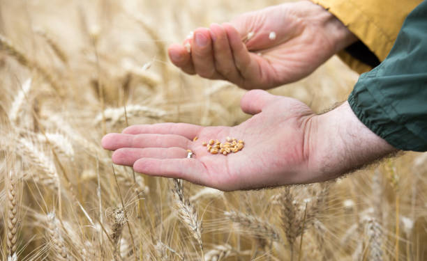istock Barley grains in farmer's hand 989619784