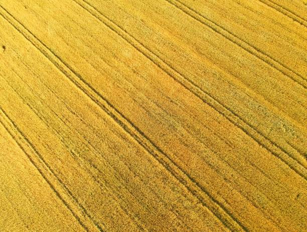 istock Gold grain fields with truck tracks, aerial view from top 989620998