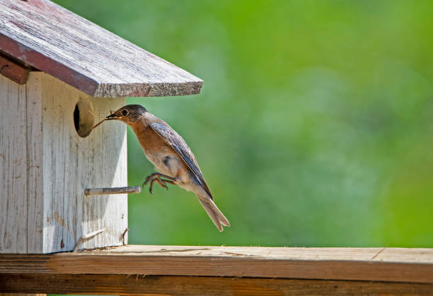 istock Female Bluebird hops into her birdhouse with sticks.. 989630816