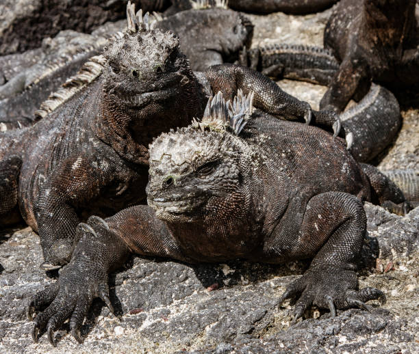 istock Marine Iguanas Sunning on Rock 989632286