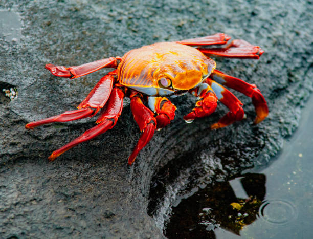 istock Sally Lightfoot Crab  on Rock 989632294