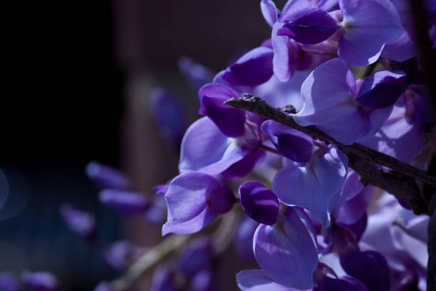 Close up of a Wisteria blossom in the spring, sunny garden