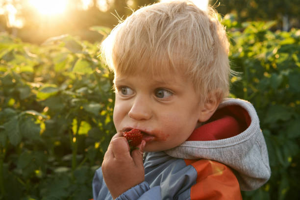 istock Little boy tasting fresh strawberry 989638598