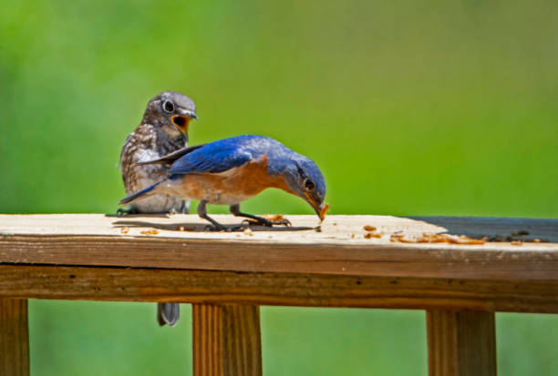 istock Male Bluebird with a chirping youngster feeding on mealworms. 989640042