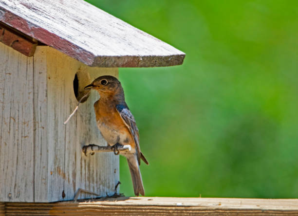 istock Female Bluebird tries getting a long stick into her nest. 989658930