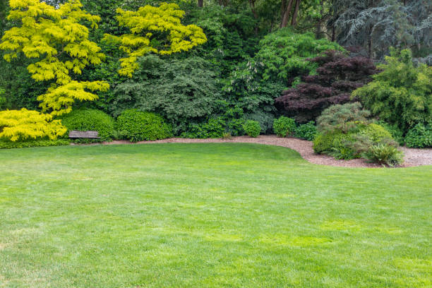 istock Beautiful Green Garden Setting With Wood Bench 989659906