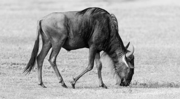 Wildebeest, black and white, Africa
