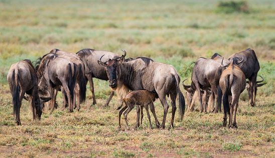 Wildebeest in Tanzania. Animal born just few minutes before. First feeding.