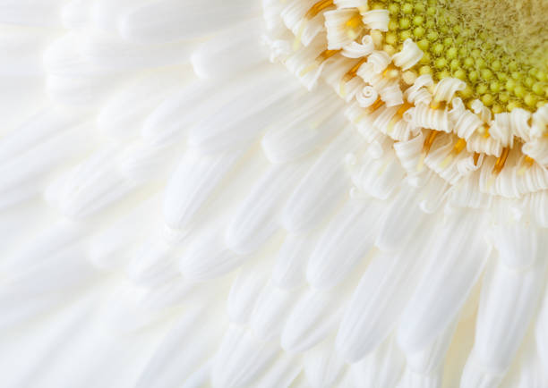 primer plano de gerbera blanco. - autumn backdrop beautiful flower head fotografías e imágenes de stock