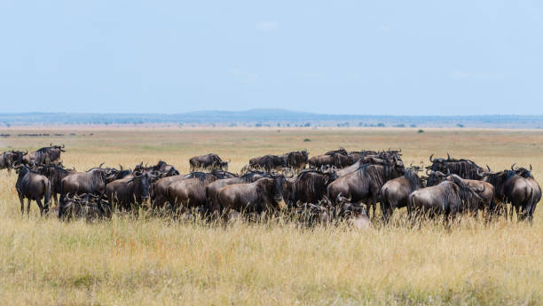 istock Wildebeest, big migration, Africa 989663824