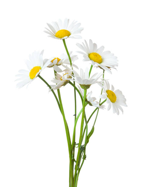 bouquet di camomiles (margherita ox-eye) isolato su uno sfondo bianco. - chamomile foto e immagini stock