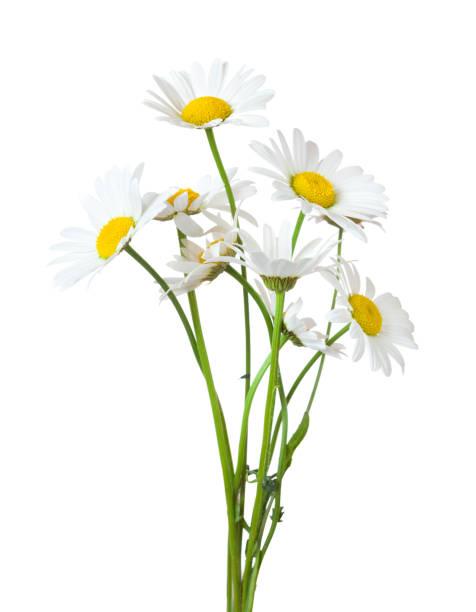 bouquet of chamomiles ( ox-eye daisy ) isolated on a white background. - chamomile plant imagens e fotografias de stock