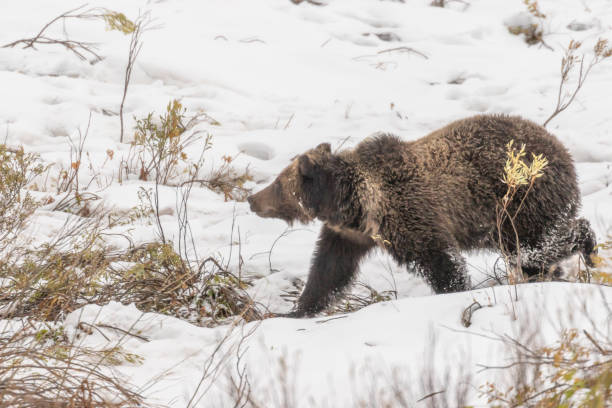 istock Grizzly Bear in Snow in Wyoming 989669032