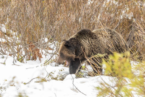 istock Grizzly Bear in Snow in Wyoming 989669372