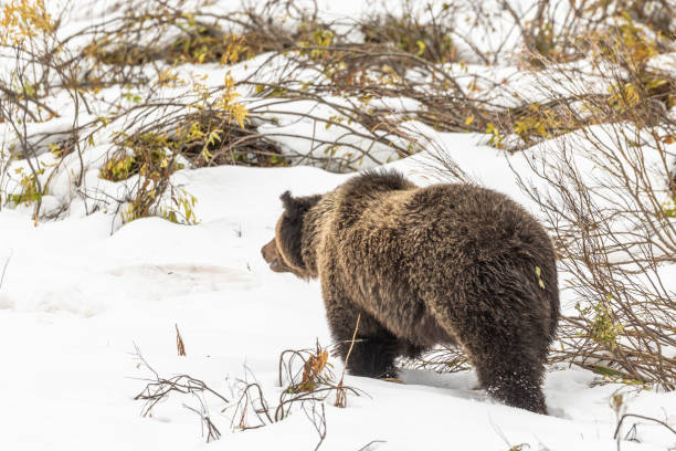 istock Grizzly Bear in Snow in Wyoming 989669456