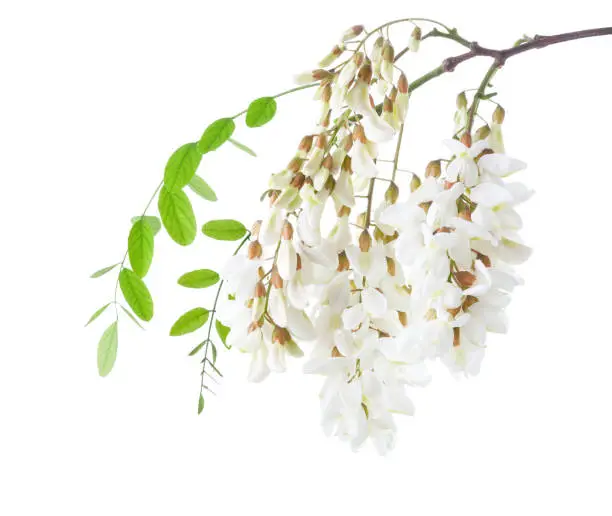 Blossoming branch of Acacia isolated on white background. Black Locust