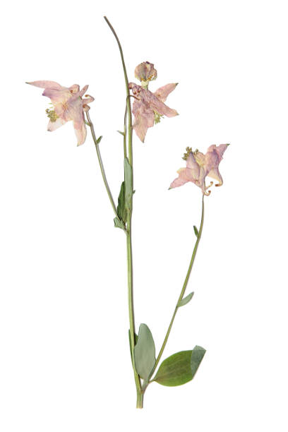 istock Herbarium with dry pressed plants on white 989669534