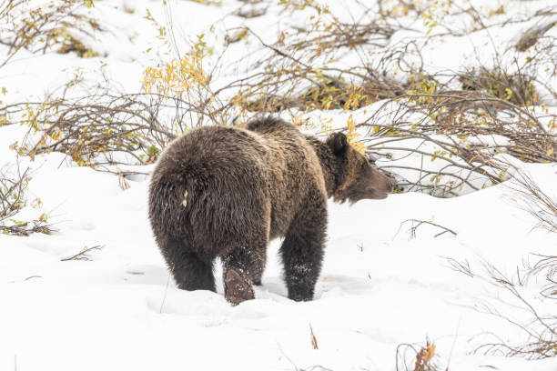 istock Grizzly Bear in Snow in Wyoming 989669558