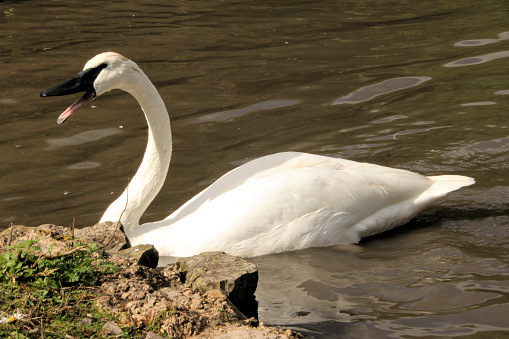 A picture of a Trumpeter Swan at Martin Mere