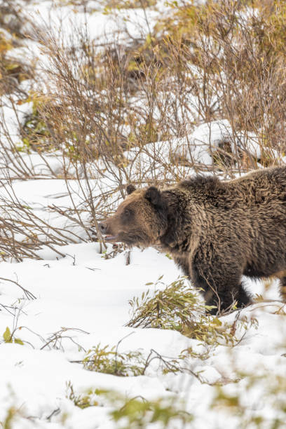 istock Grizzly Bear in Snow in Wyoming 989669626