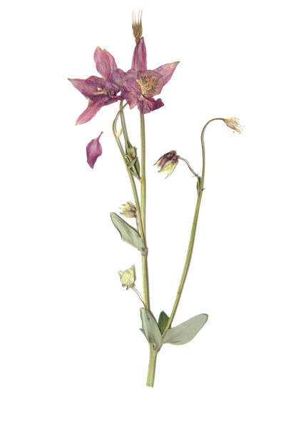 istock Herbarium with dry pressed plants on white 989669680