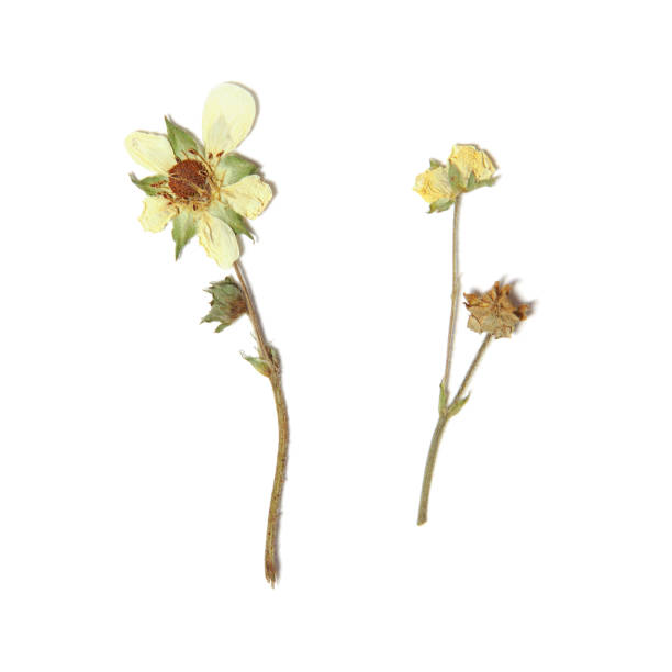 Herbarium with dry pressed plants on white background.