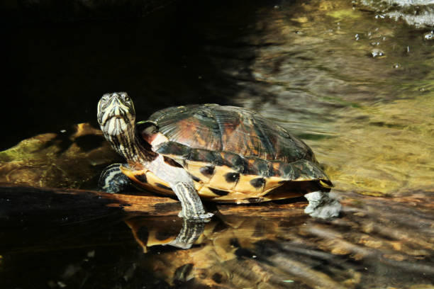 istock A picture of a Turtle 989671160