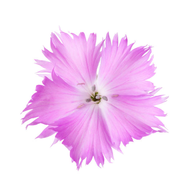 Clavel Flor De Color Lila Aislado Sobre Fondo Blanco Dianthus Foto de stock  y más banco de imágenes de Belleza - iStock