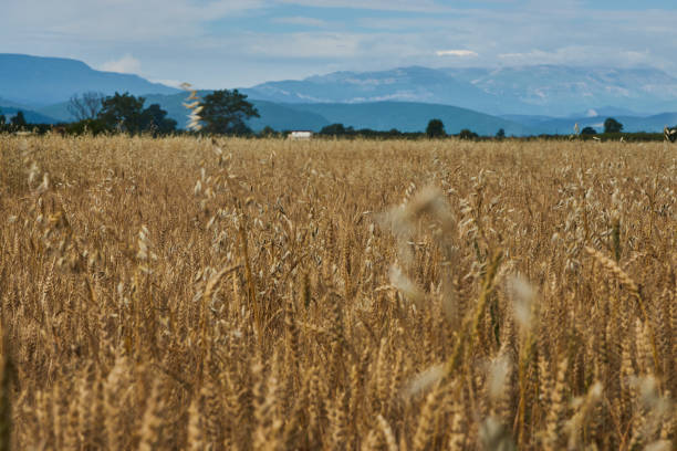 istock Summer Landscape with Wheat Field 989685666