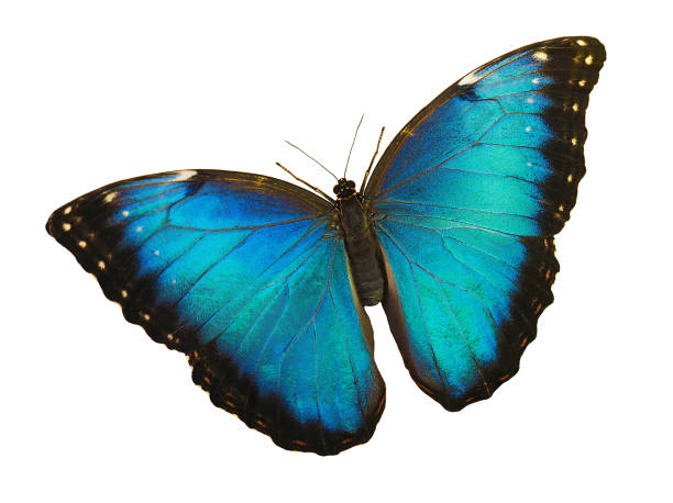 istock Blue morpho butterfly isolated on white background with spread wings 989686094