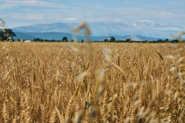 istock Summer Landscape with Wheat Field 989686560