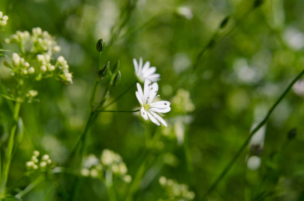 istock White wildflowers close-up 989700032