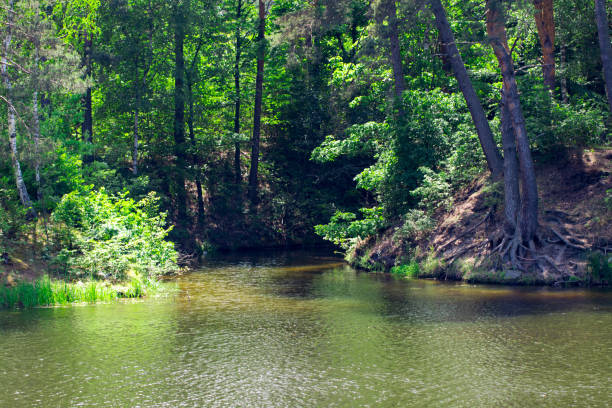 istock landscape with, forest and a river in front. beautiful scenery 989702980