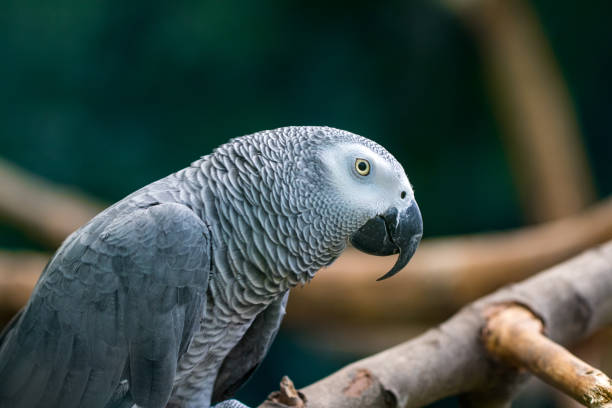 istock An African Grey Parrot sitting in a wooden branches 989703166