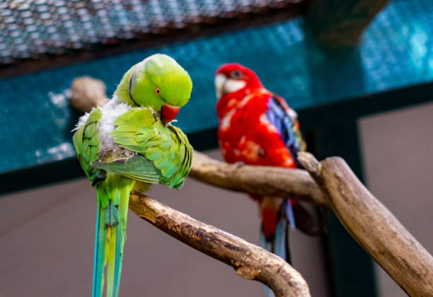 istock A colorful parrot on a branch in zoo 989703290