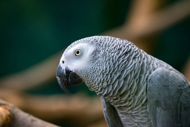 istock An African Grey Parrot sitting in a wooden branches 989703350