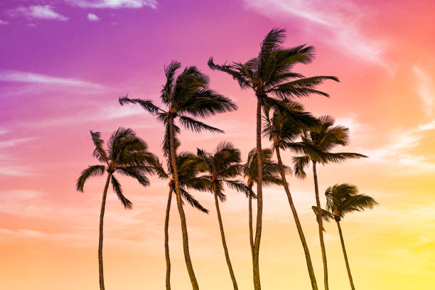 palma da cocco in un'alba epica a maui, hawaii - maui beach palm tree island foto e immagini stock